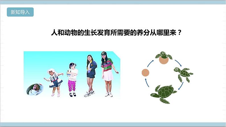 【核心素养】人教鄂教版科学六上 2.5《植物的光合作用》课件+教案+分层练习（含答案）03