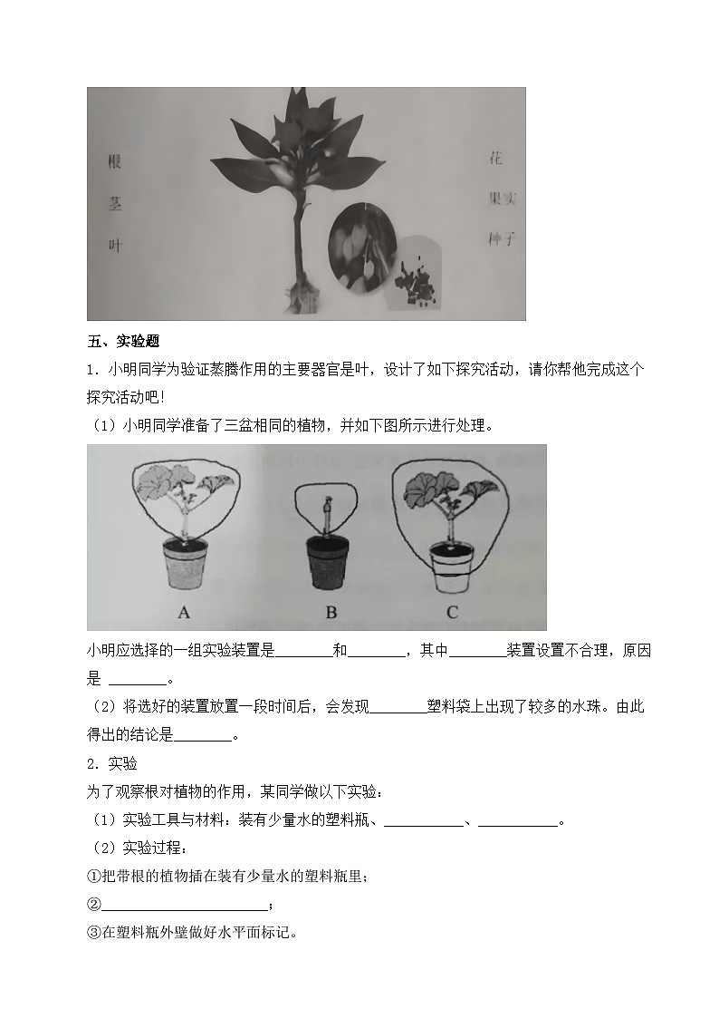 【提升卷】青岛版（六三制）科学三年级上册第二单元 植物的生活 单元B卷(含答案解析)02