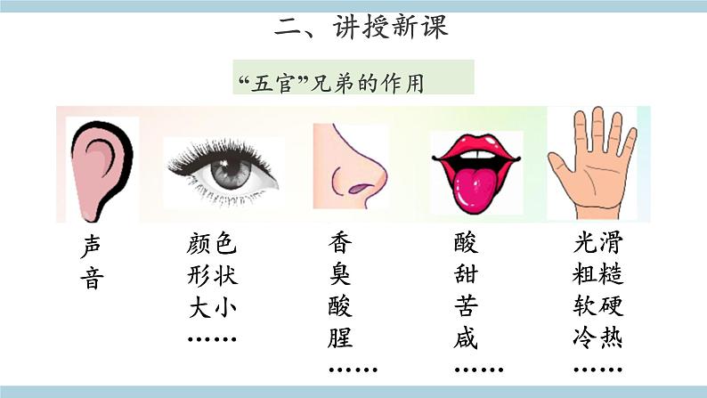 大象版科学一上 1.2 《观察水果》 （课件+教案+视频）03