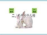 大象版科学一上 2.1 《兔子》 （课件+教案+视频）