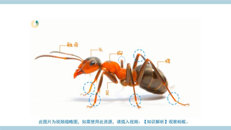 大象版科学一上 2.3 《 蚂蚁》（ 课件+教案+视频）05