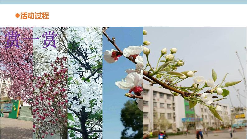 青岛六三制科学三年级上 5《植物的“身体”》教学课件第3页