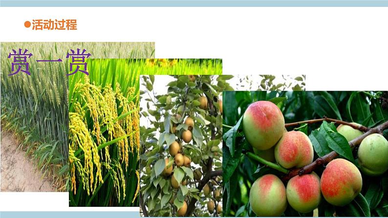 青岛六三制科学三年级上 5《植物的“身体”》教学课件第6页