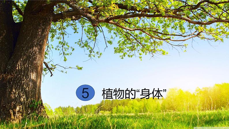 青岛六三制科学三年级上 5《植物的“身体”》教学课件第7页