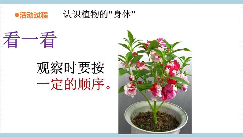 青岛六三制科学三年级上 5《植物的“身体”》教学课件第8页