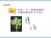 青岛版《科学》六制三年级上册6《植物的根》课件PPT+教案