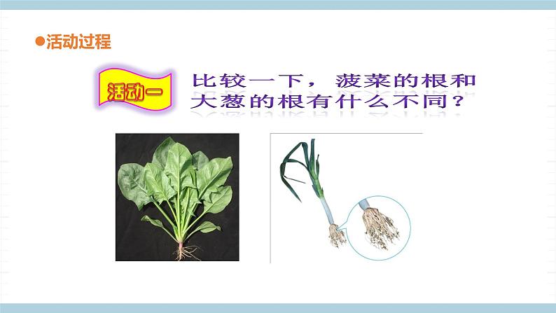 青岛版《科学》六制三年级上册6《植物的根》课件PPT+教案03