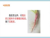 青岛版《科学》六制三年级上册6《植物的根》课件PPT+教案