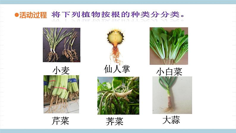 青岛版《科学》六制三年级上册6《植物的根》课件PPT+教案08