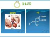 新大象版五年级上册科学2.4 《脑的保健》课件PPT