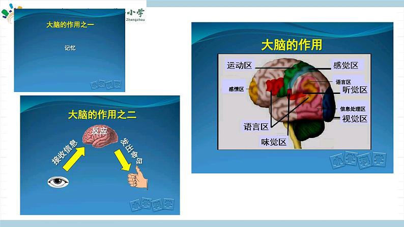 新大象版五年级上册科学2.4 《脑的保健》课件PPT05