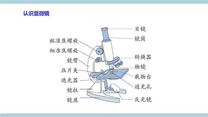 新大象版科学六上 1.1 《 显微镜下的细胞（含练习）》课件04