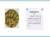 新大象版科學(xué)六上 1.2 《 發(fā)面的秘密（含練習(xí)）》課件