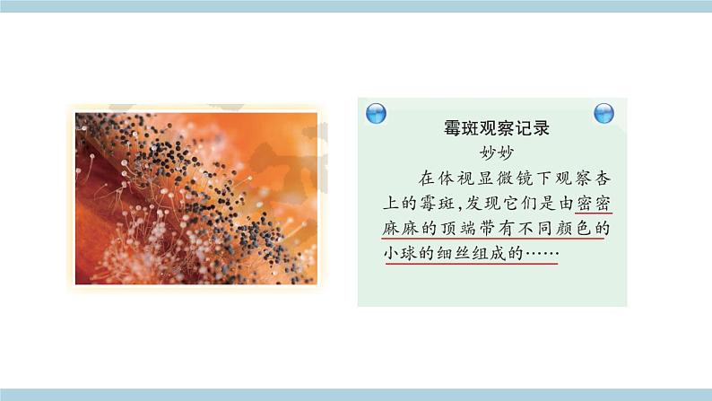 新大象版科学六上 1.3 《 发霉的馒头（含练习）》课件04