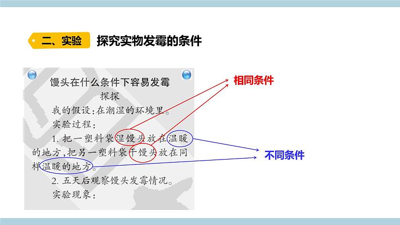 新大象版科学六上 1.3 《 发霉的馒头（含练习）》课件08