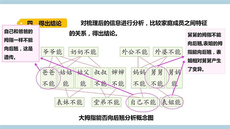 新大象版科学六上 4.1 《 我像谁（含练习）》课件07