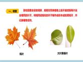 新大象版科学六上 4.3 《 植物的遗传和变异（含练习）》课件