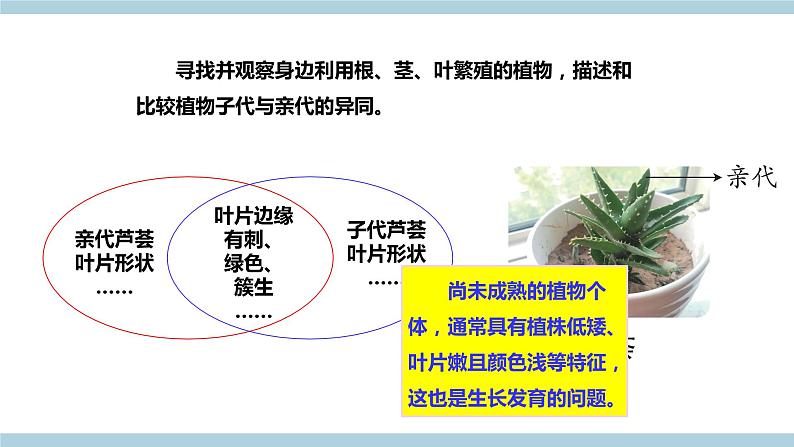 新大象版科学六上 4.3 《 植物的遗传和变异（含练习）》课件04