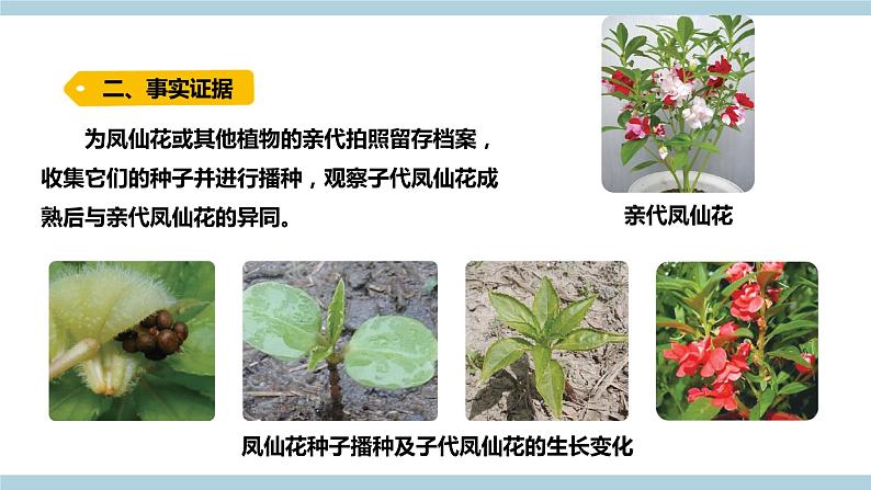 新大象版科学六上 4.3 《 植物的遗传和变异（含练习）》课件05