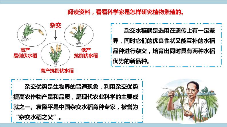 新大象版科学六上 4.3 《 植物的遗传和变异（含练习）》课件06