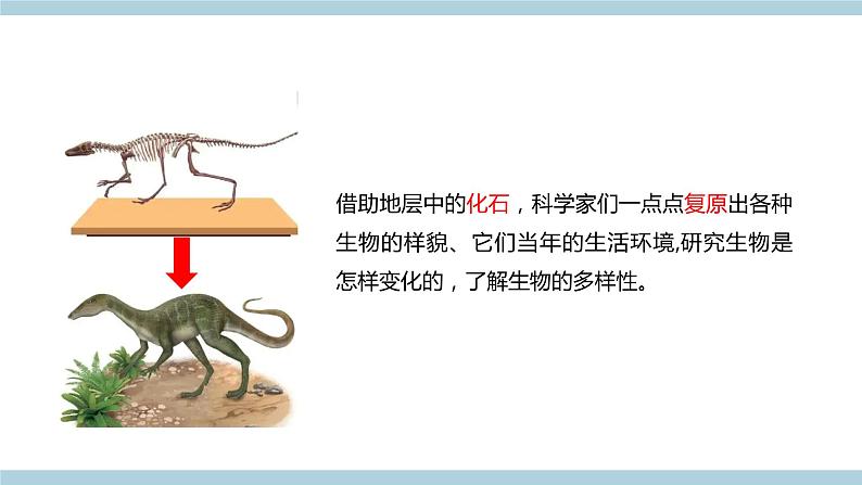 新青岛版六上科学 1.3.灭《绝的生物》课件04