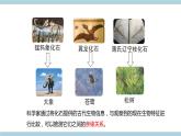 新青岛版六上科学 1.3.灭《绝的生物》课件