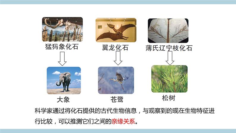 新青岛版六上科学 1.3.灭《绝的生物》课件05