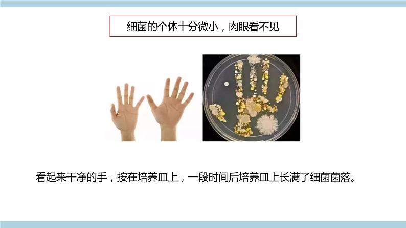 新青岛版六上科学 2.4.细《菌和病毒》课件02