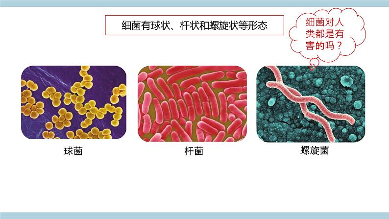 新青岛版六上科学 2.4.细《菌和病毒》课件04