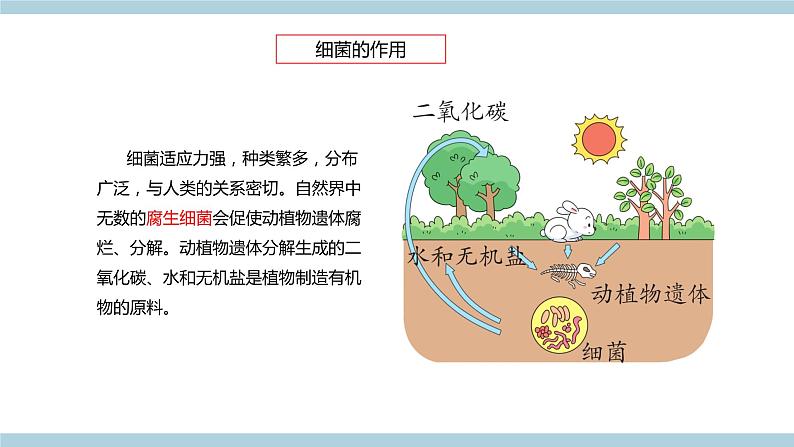 新青岛版六上科学 2.4.细《菌和病毒》课件07