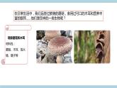 新青岛版六上科学 2.5.蘑《菇和木耳》课件