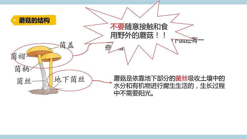 新青岛版六上科学 2.5.蘑《菇和木耳》课件03