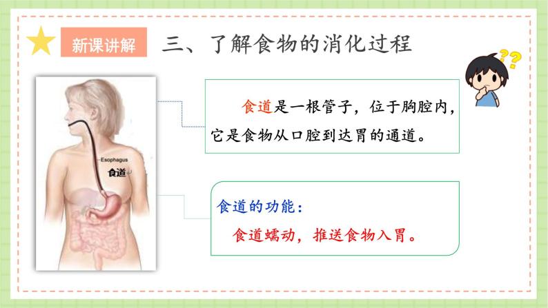 人教鄂教版科学三年级上册3《食物的消化》课件+教案+练习08