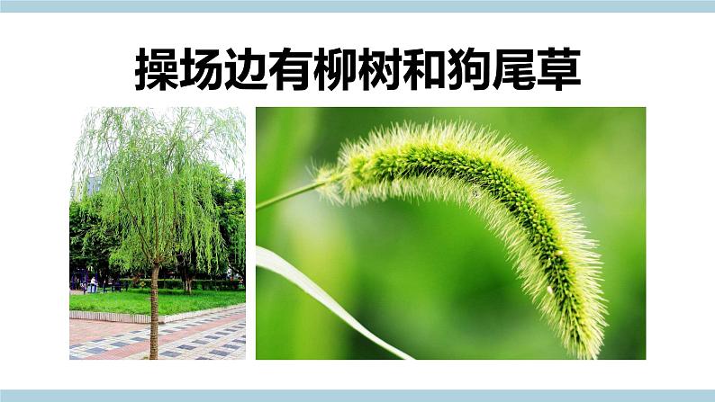 冀人版科学一年级上册 2.4《身边的植物》课件+素材06