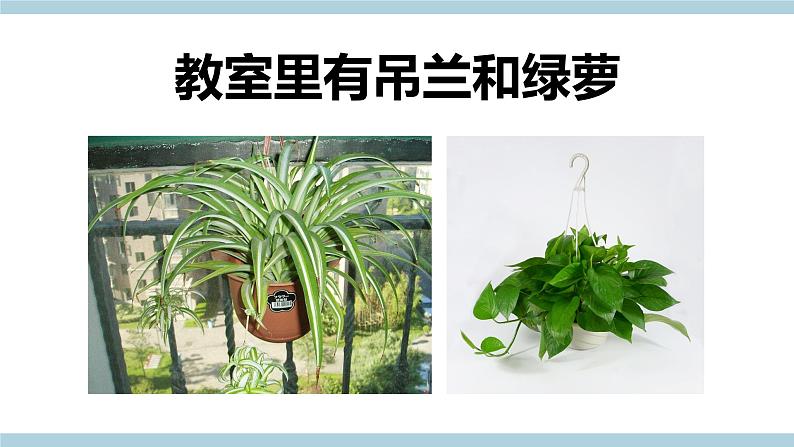 冀人版科学一年级上册 2.4《身边的植物》课件+素材07