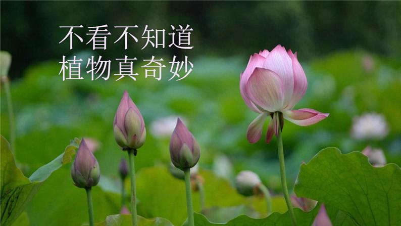 冀人版科学一年级上册 2.5《认识植物》课件+素材07