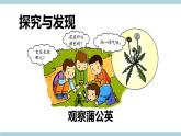 冀人版科学一年级上册 2.6《观察蒲公英》课件+ 素材