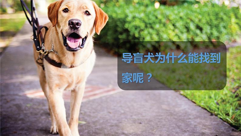 冀人版科学一年级上册 3.10《动物的感官》课件第2页