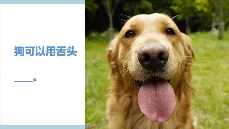 冀人版科学一年级上册 3.10《动物的感官》课件第4页