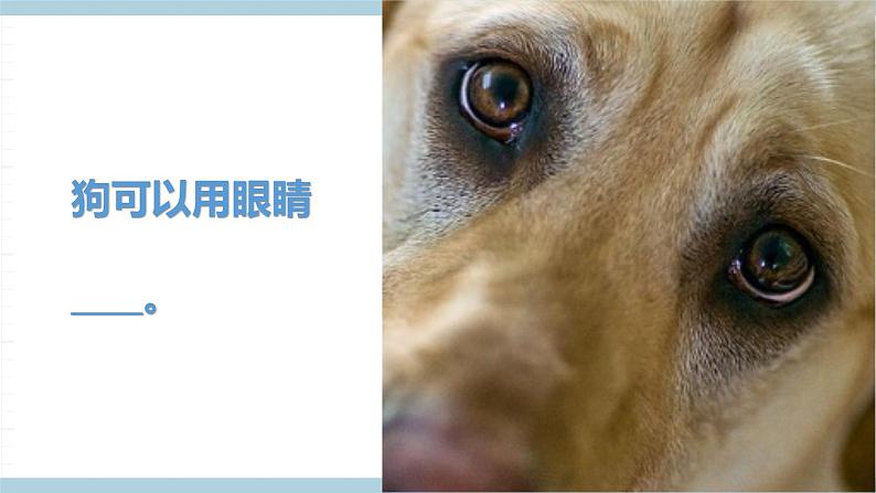 冀人版科学一年级上册 3.10《动物的感官》课件第6页