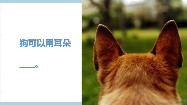 冀人版科学一年级上册 3.10《动物的感官》课件第7页