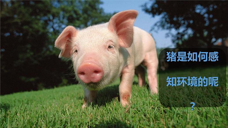 冀人版科学一年级上册 3.10《动物的感官》课件第8页