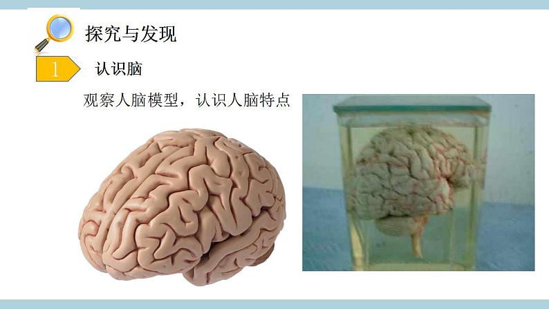 冀人版五上第2单元第6课《人体的司令部》  课件+视频素材03
