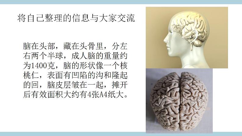 冀人版五上第2单元第6课《人体的司令部》  课件+视频素材06