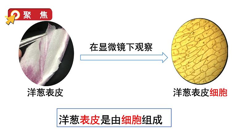 1.5 观察更多的生物细胞（课件+音视频素材）03