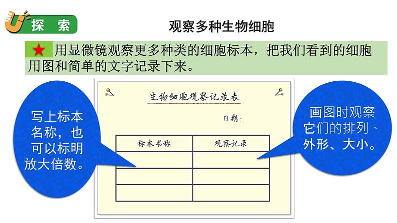 1.5 观察更多的生物细胞（课件+音视频素材）06