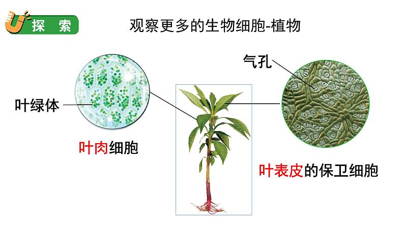 1.5 观察更多的生物细胞（课件+音视频素材）07