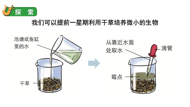 1.6 观察水中微小的生物（课件+音视频素材）05