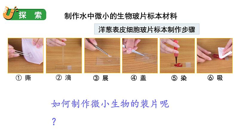 1.6 观察水中微小的生物（课件+音视频素材）07