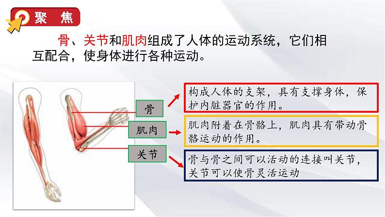 2 身体的运动第5页